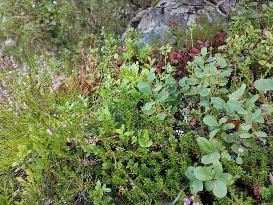 Na Er Vinteren Kommet Til Hallingdal Al Exterior foto